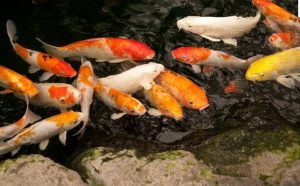 Tips Komplit Budidaya Ikan Koi