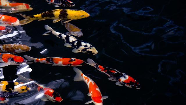 3 Langkah 🐾 🐾 Cara Memilih Ikan Koi Yang Benar