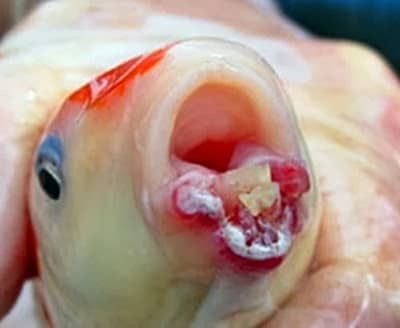 Tips Perawatan Busuk Mulut Pada Ikan Koi