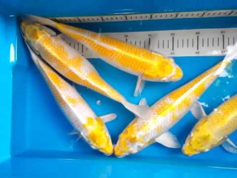Jual Ikan Koi Doitsu Hariwake