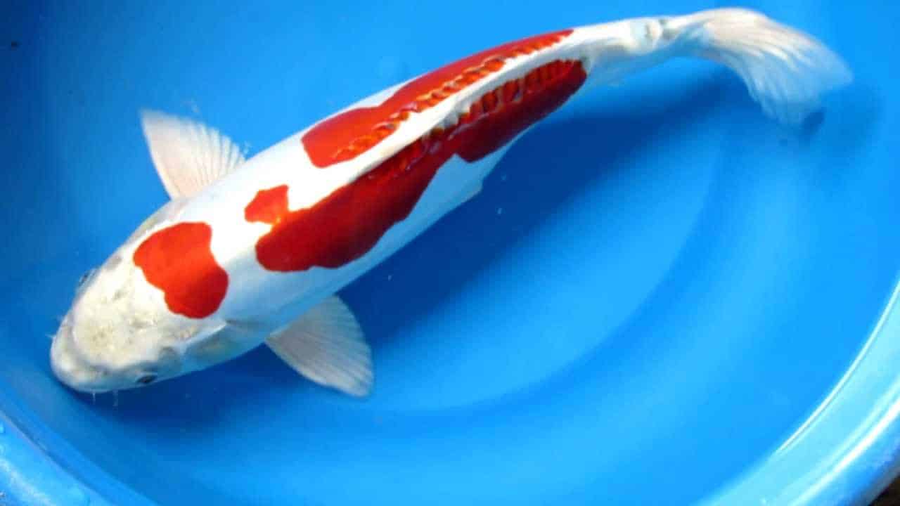 Jual Ikan Koi Kikusui