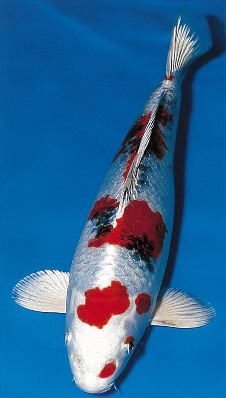 Jual Ikan Koi Yamato Nishiki