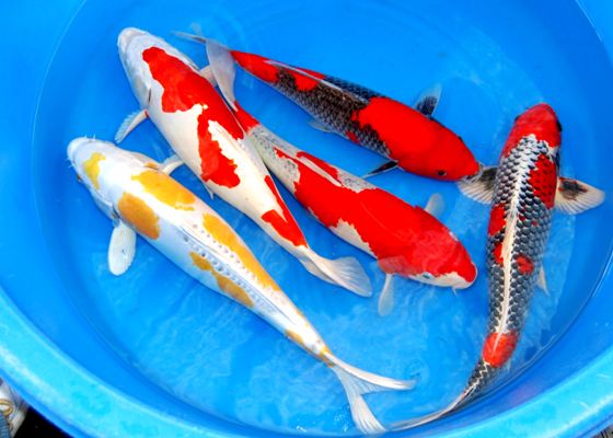 Jual Ikan Koi Yogyakarta