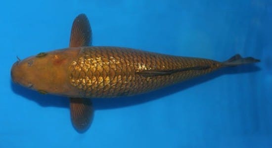 Jenis Ikan Koi Chagoi