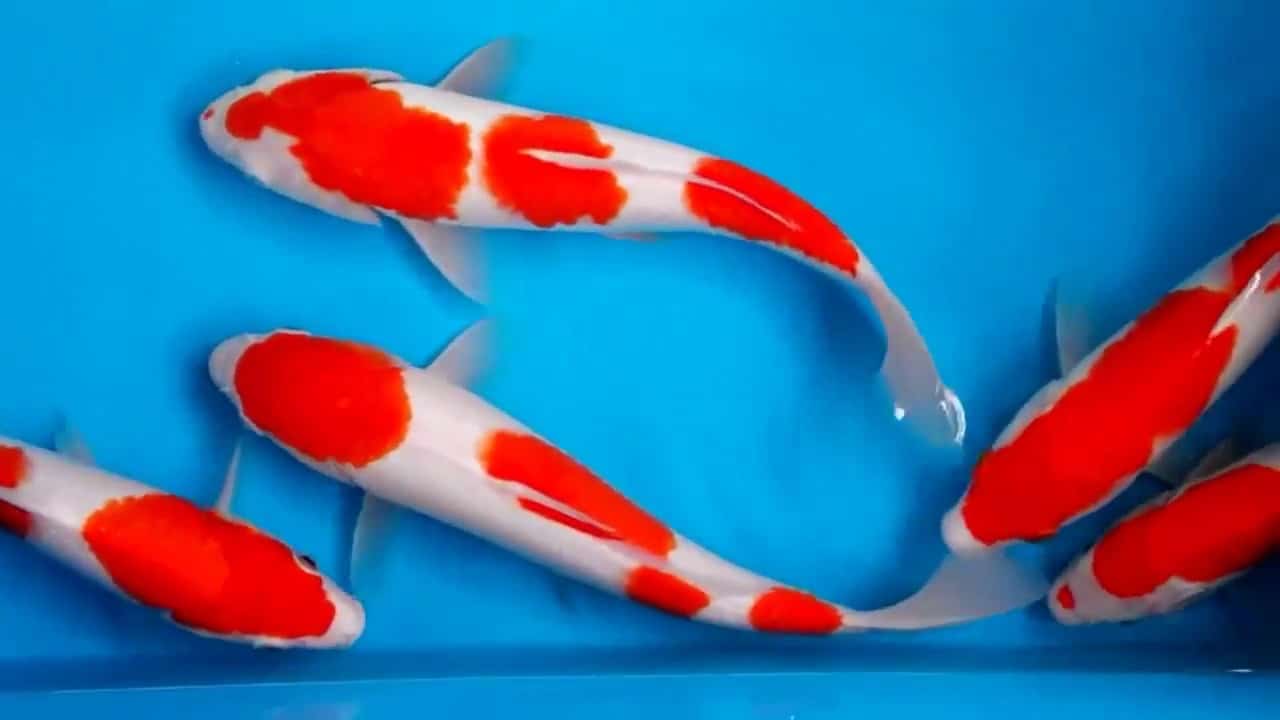 Jenis Ikan Koi Kohaku