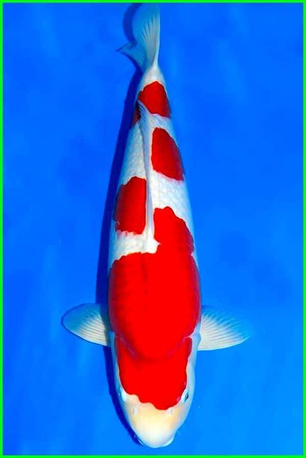 Jenis Ikan Koi