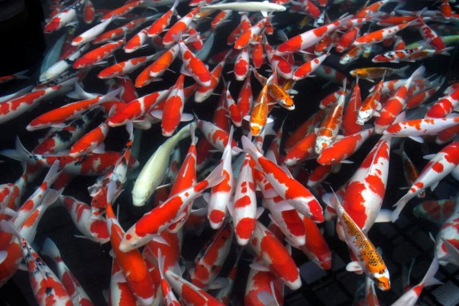 Jual Ikan Koi Tangerang Selatan