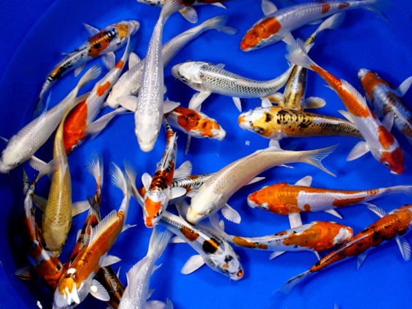 Jual Ikan Koi Banjarbaru