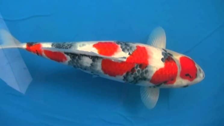 Jenis Ikan Koi Showa