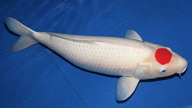 5 Jenis Ikan Koi Tancho