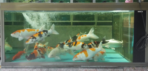 Cara Memelihara Ikan Koi Tanpa Oksigen